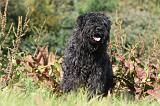BOUVIER DES FLANDRES 114